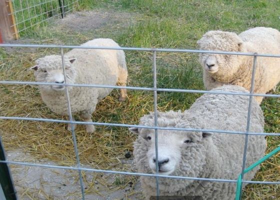 कृषि और पशुपालन में गर्म डूबा हुआ जस्ती वेल्डेड तार जाल