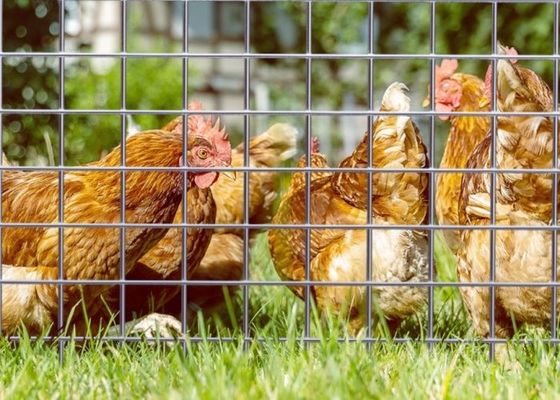 पशु बाड़ों के लिए 50 मीटर रोल लंबाई और 0.5 मीटर चौड़ाई के साथ इलेक्ट्रो गैल्वेनाइज्ड वेल्डेड वायर मेश